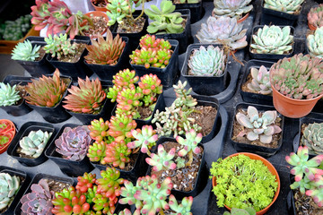 Many kind cactus species in the black pots in the flower market