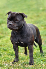 Beautiful dog of Staffordshire Bull Terrier breed, dark tiger color with melancholy look, standing...