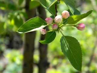 Apple tree blossom. Branch. Spring