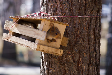 Squirrel in the bird feeder