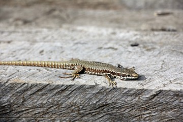 Podarcis muralis  - common wall lizard - natural habitat