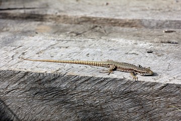 Podarcis muralis  - common wall lizard - natural habitat
