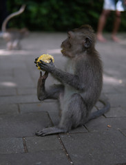 Young Money sitting on ground eating corn.