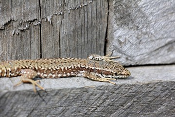 Podarcis muralis  - common wall lizard - natural habitat