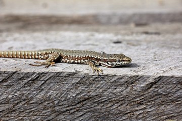 Podarcis muralis  - common wall lizard - natural habitat