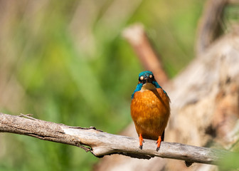 Kingfisher on a branch with green background