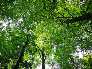 Fototapeta premium Green trees in the forest