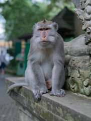 Portrait of an Adult Monkey on a ledge.