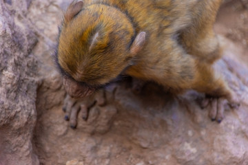 Wild baby barbary monkey on a tree in Morocco