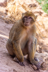 Wild barbary ape sitting in Morocco