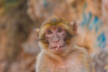 Portrait of a wild baby barbary ape in Morocco