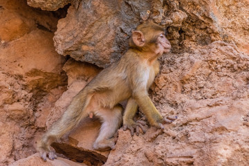 Baby wild barbary ape in its lair, Morocco