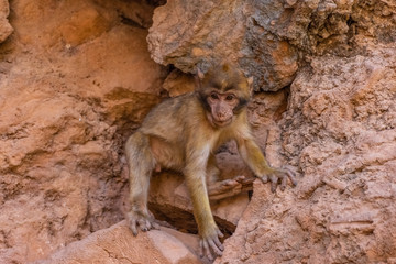 Baby wild barbary ape in its lair, Morocco