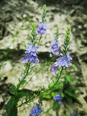 Alpine vegetation:  Veronica scheereri (J.-P.Brandt) Holub -   flowers in the mountains. 