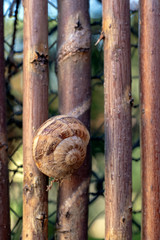 snail on a wicker fence