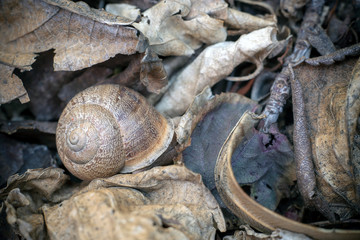 Still life: snail among dry leaves