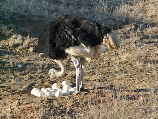 Strau&szlig;enm&auml;nnchen am Nest