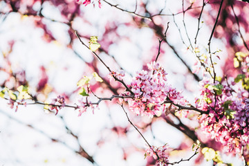 Branches d'arbre et fleurs de cerisier