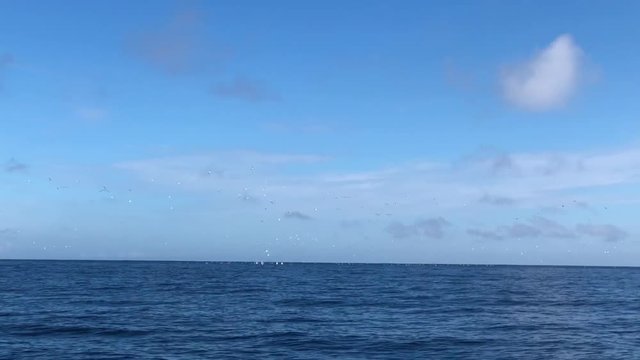 Gannets birds flying and diving for fish feeding open water New Zealand