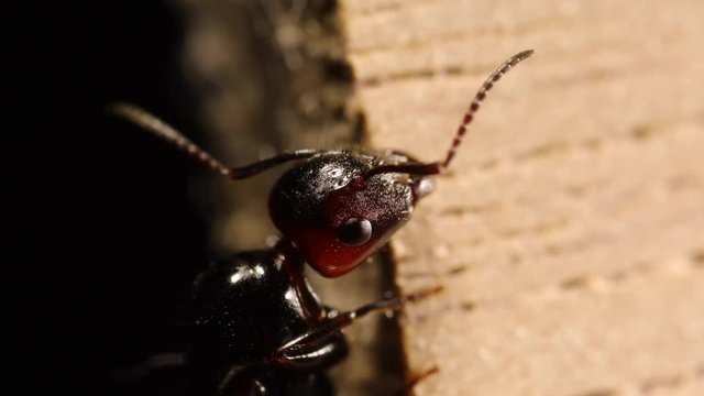 fourmi fait sa toilette en tr&egrave;s gros plan (tete)