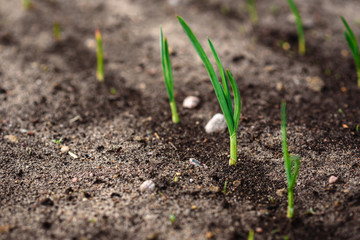 Young garlic growing in spring garden.