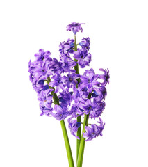 Beautiful hyacinth flowers on white background