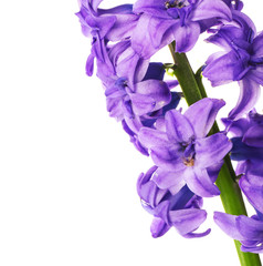 Beautiful hyacinth flowers on white background