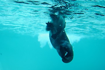 Loutre