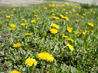 yellow dandelions. Young grass. Spring field