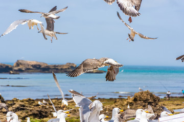 Flock of seagulls in the rocky beach of Essaouira, Morocco