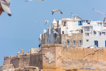Flock of seagulls flying near Essaouira, Morocco