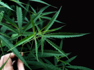 Hands are holding the marijuana leaves on black background.