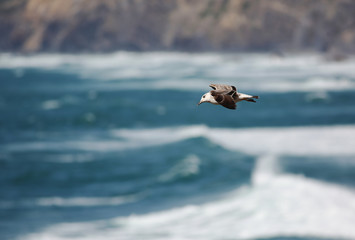 Herring gull flying over Atlantic ocean
