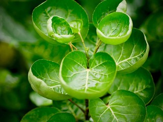 Leaves like a bowl