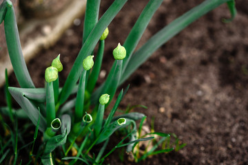 Yong onion growing in spring garden.