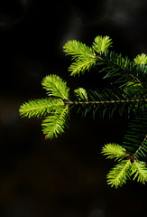 fir leaves in the forest