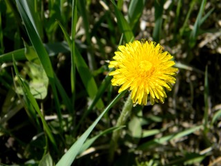 yellow dandelions. Young grass. Spring field