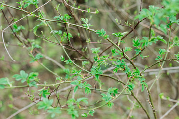 small green leaves of the Bush on nature background