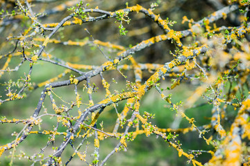 Branches of blooming cherry plum in the forest