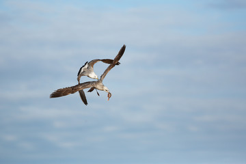 Herring gull fight in flight