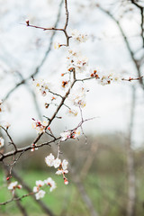 Beautiful flowering apricot tree in spring time
