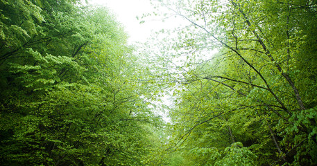 Fototapeta premium Beautiful view. Forest in spring