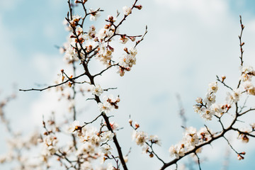Beautiful flowering apricot tree in spring time