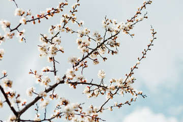 Beautiful flowering apricot tree in spring time