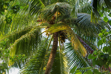 palm trees with leafy leaves in the wind, 