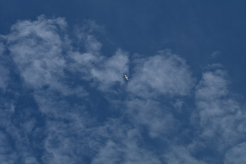 white clouds in the sky,seagull,fly,bird,nature,blue,view,beautiful,air,day,freedom