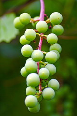 Bunch of green unripe grapes close-up.