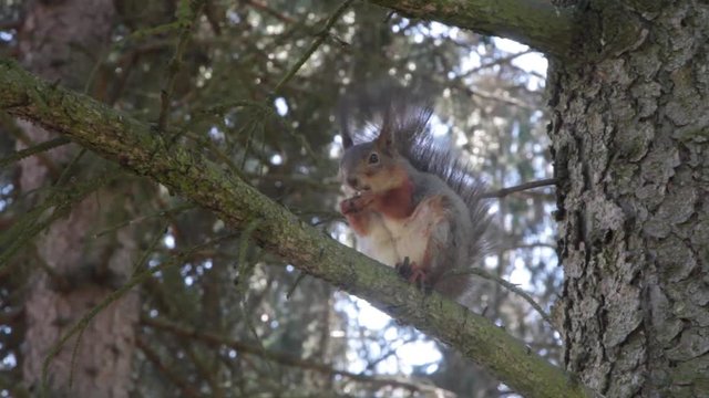 red squirrel gnaws a nut sitting on a pine tree