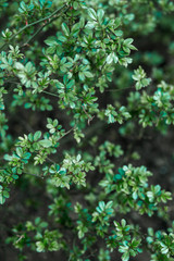 small green leaves of the Bush on nature background