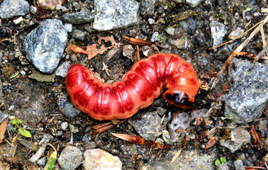 a red caterpillar on the ground